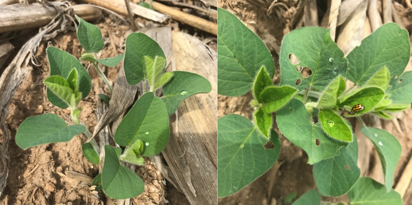 Soybean nearing V1